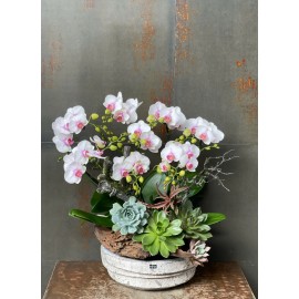 CHẬU LAN HỒ ĐIỆP MINI TRẮNG